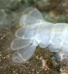 Orconectes packardi