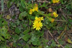 Senecio litorosus