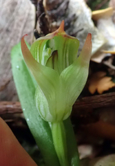 Pterostylis silvicultrix