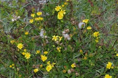 Senecio litorosus