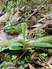 Pterostylis silvicultrix