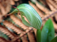 Pterostylis silvicultrix