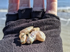 Pentamera pulcherrima