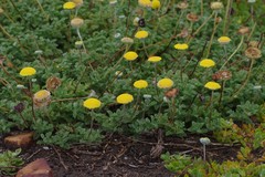 Cotula discolor