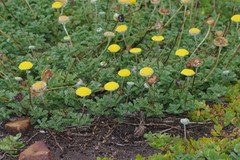 Cotula discolor