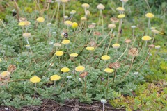 Cotula discolor