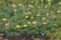 Cotula discolor