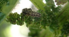 Vanessa gonerilla ida