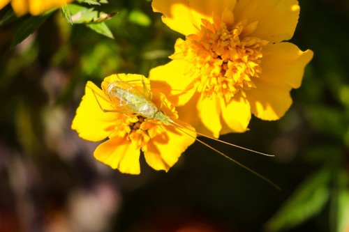 Fast-calling tree cricket photo 4