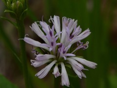 Pleurocarpaea denticulata