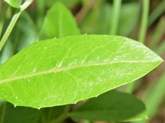Pleurocarpaea denticulata
