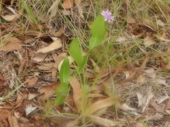 Pleurocarpaea denticulata