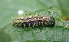 Vanessa gonerilla ida