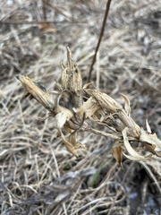 Gentiana puberulenta