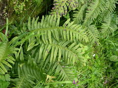 Polypodium × shivasiae