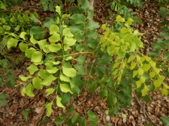 Erythrophleum chlorostachys