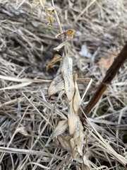 Gentiana puberulenta