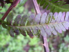 Dryopteris lunensis