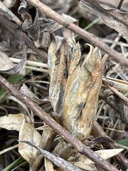 Gentiana puberulenta