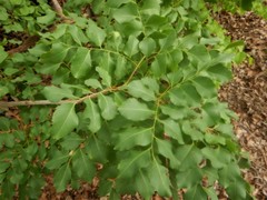 Erythrophleum chlorostachys