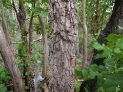 Erythrophleum chlorostachys