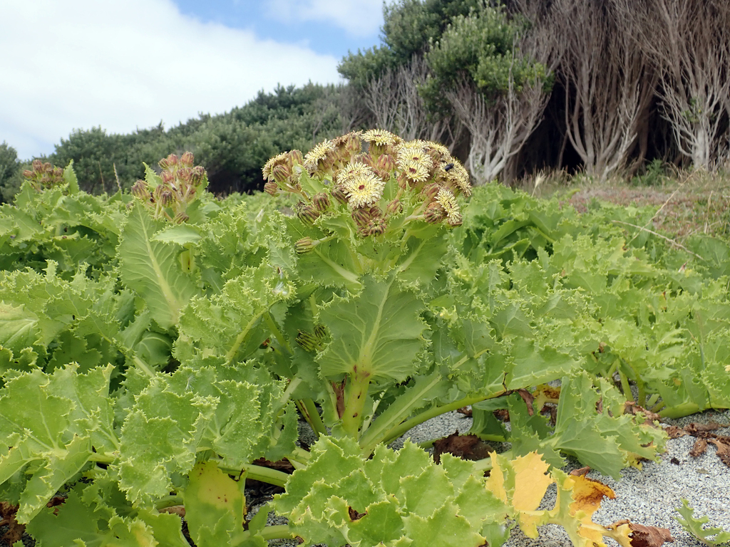 Chatham Island Sow Thistle
