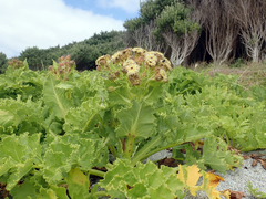Sonchus grandifolius