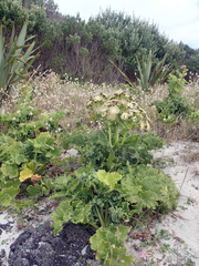 Sonchus grandifolius