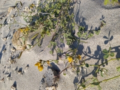 Chamaecrista hispidula