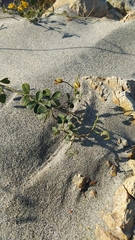 Chamaecrista hispidula