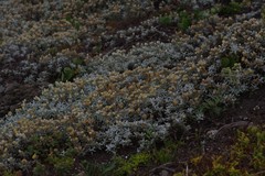 Achyranthemum argenteum
