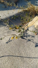 Chamaecrista hispidula