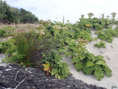 Sonchus grandifolius
