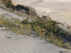 Chamaecrista hispidula