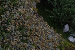 Achyranthemum argenteum