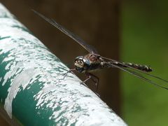Austroaeschna atrata