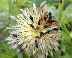 Sonchus grandifolius