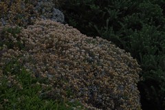 Achyranthemum argenteum