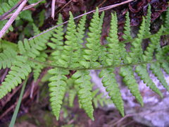 Dryopteris tyrrhena
