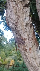 Hamadryas feronia feronia