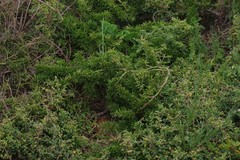 Asparagus densiflorus