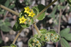 Mentzelia micrantha
