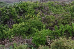 Asparagus densiflorus