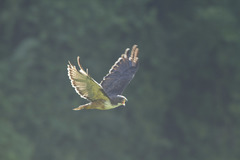 Buteo jamaicensis costaricensis