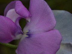 Vigna vexillata angustifolia