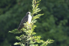 Buteo jamaicensis costaricensis