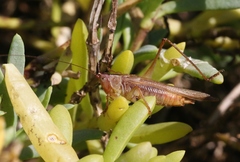 Conocephalus spinosus