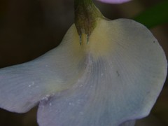 Vigna vexillata angustifolia
