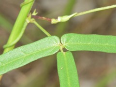 Vigna vexillata angustifolia