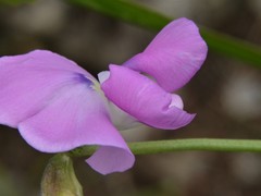 Vigna vexillata angustifolia
